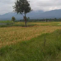 فروش-زمین-کشاورزی-در-نور