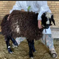 فروش بره و گوسفند