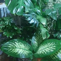 فروش انواع گل های اپارتمانی