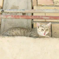 گربه خانگی|گربه|میانه, |دیوار