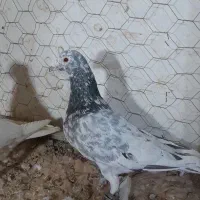 ۱سار تخته کفتر بوم