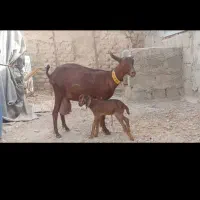 بزشیری مورسیا