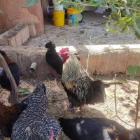 فروش تخم نطفه دار|حیوانات مزرعه|نجف‌آباد, حومه نجف آباد|دیوار