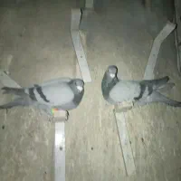 سه تا سبز|پرنده|خوسف, |دیوار