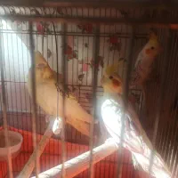 عروس هلندی دوکت نر ماده مولد|پرنده|ماهدشت, |دیوار