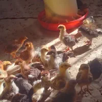 جوجه جهادی تخمگذار و گوشتی|حیوانات مزرعه|قزوین, |دیوار