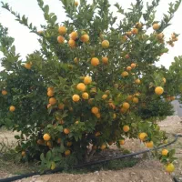 تغذیه اصولی کشت و کار و باغات|خدمات باغبانی و درختکاری|کاشان, لتحر|دیوار