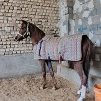 فروش دو راس اسب|اسب و تجهیزات اسبسواری|کاشان, دشت لتحر|دیوار