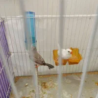 پرنده|پرنده|مریوان, |دیوار