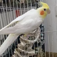 جفت عروس هلندی.قناری ماده. عروس هلندی ماده|پرنده|گلبهار, شهر جدید گلبهار|دیوار