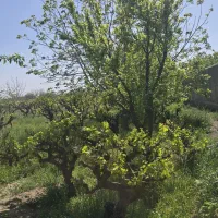 باغ-و-باغچه-دارای-سند-و-ترانس-برق