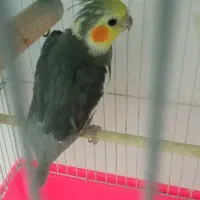 عروس هلندی نر معاوضه