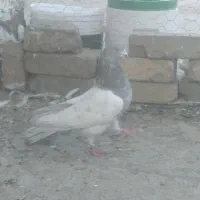 کبوتر|پرنده|محمدشهر, محمدشهر|دیوار