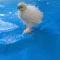 جوجه ابریشم ۳ماهه ۵۰۰هزار