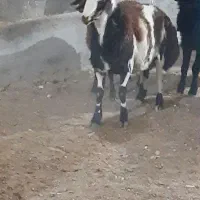 بره قوچی|حیوانات مزرعه|تربت جام, جلگه موسی آباد|دیوار