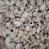شکر تیغال