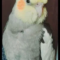 عروس مرغ عشق