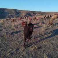 بز نر چهار دندان|حیوانات مزرعه|ارشق, |دیوار