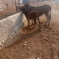 الاغ زاییده جوان|حیوانات مزرعه|تاکستان, |دیوار