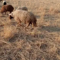قوچ جوان