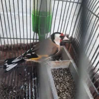 سهره سرسیاه