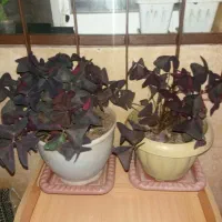 گل های خانگی
