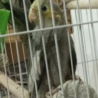 جفت جوجه عروس هلندی نر سینامون