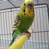 پرنده پیدا شده