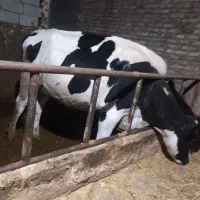 گوساله گاو سیمنتال|حیوانات مزرعه|باسمنج, |دیوار