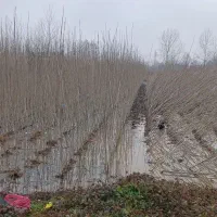 نهال صنوبر|خدمات باغبانی و درختکاری|آستانه اشرفیه, |دیوار