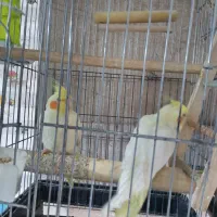 عروس هلندی|پرنده|تهران, امام زاده عبدالله|دیوار