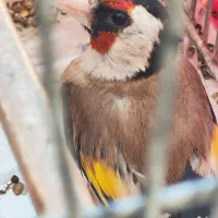 سهره طلایی