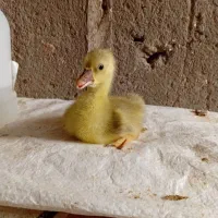 جوجه‌غاز