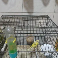 قناری ماده سالم مست