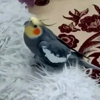 عروس هلندی گمشده