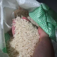 برنج هاشمی خرید از کشاورز
