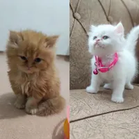 توله گربه پرشین دوماهه ۷م