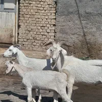 بز  نجدی