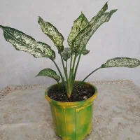 فروش ویژه آگلونمای برفی (تعداد محدود)|گل و گیاه طبیعی|تهران, شهرک ولیعصر شمالی|دیوار