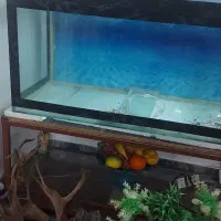 آکواریوم باپایه وهمه وسایلش