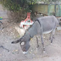 الاغ گله ای