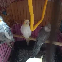 عروس هلندی|پرنده|بندر امام خمینی, |دیوار