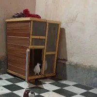 جفتگاه چوب محکم