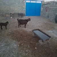 بزجمل زا|حیوانات مزرعه|تربت جام, جامرود|دیوار