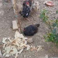 مرغ وخروس ودو اردک ودو جوجه