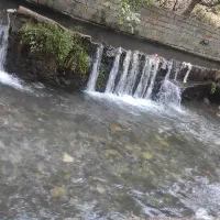 کاه عدس امسال