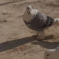 کبوتر|پرنده|زهک, |دیوار