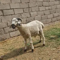 یک قوچ چاق چاق یکسال نیمه مناسب قربانی