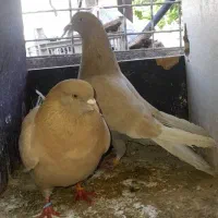 ی جفت زردی و یک نر سرور آتشی تهرانی