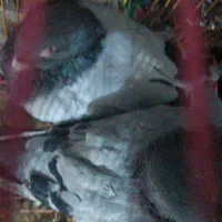 کفتر پولکی سبز|پرنده|سلامی, |دیوار